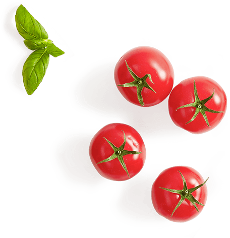 Leaf Tomato